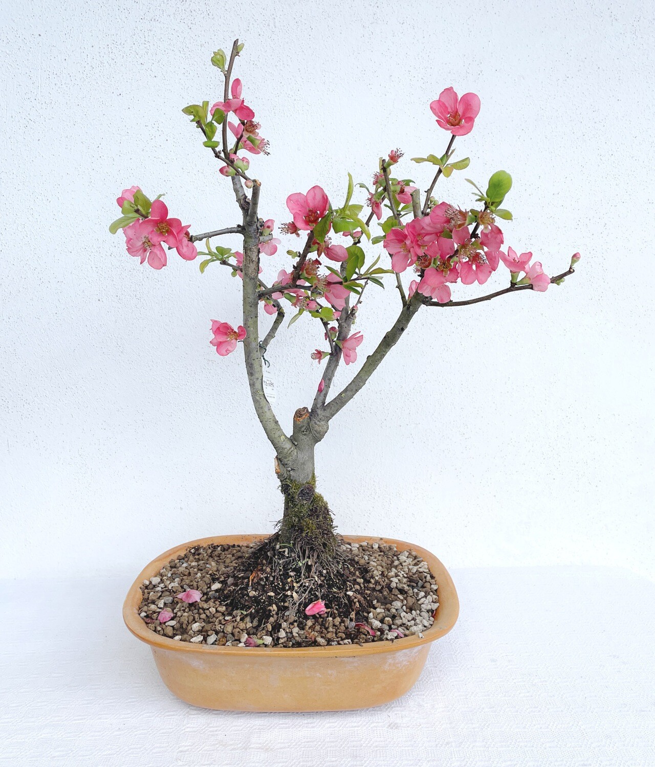 Bonsai di Cotogno rosa