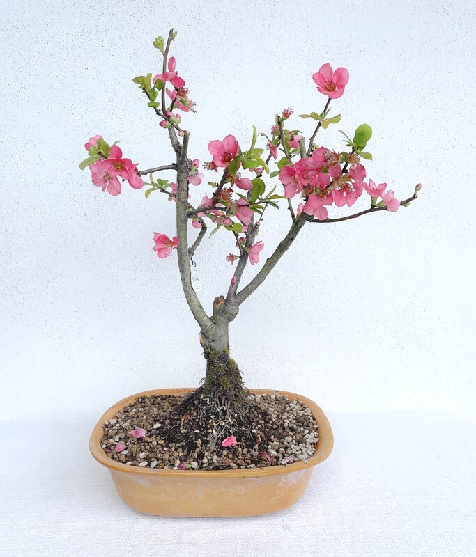 Bonsai di Cotogno rosa