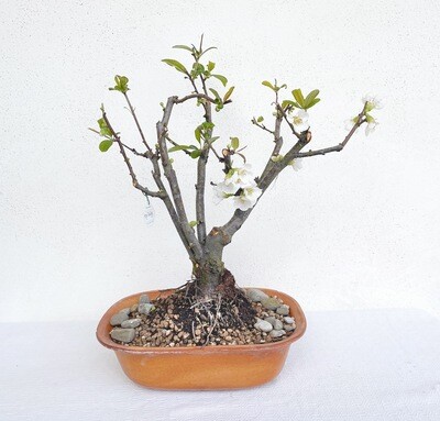 Bonsai di Cotogno bianco