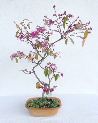 Bonsai di Loropetalum