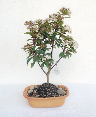 Bonsai di Lentaggine