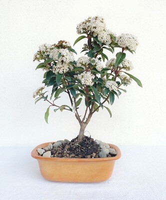 Bonsai di Lentaggine