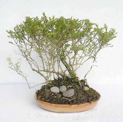 Bonsai di Lonicera