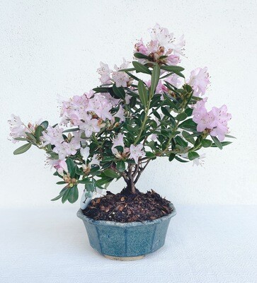 Bonsai di Azalea