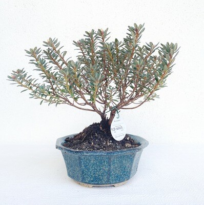 Bonsai di Azalea Blu