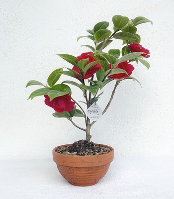 Bonsai di Camelia Rossa