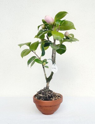 Bonsai di Camelia Rosa