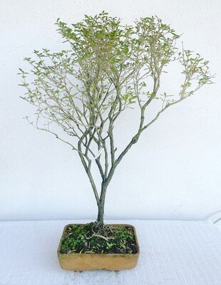 Bonsai di Serissa