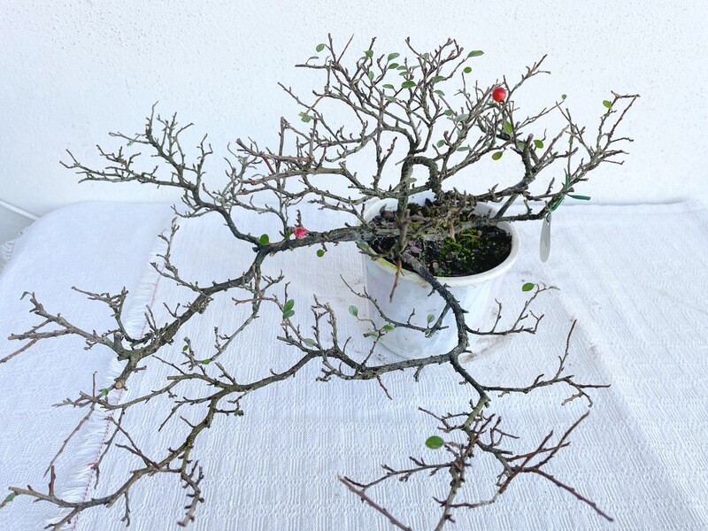 Bonsai di Cotonastro