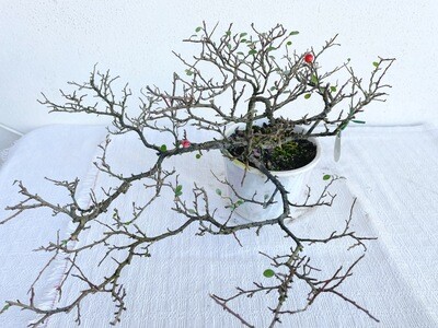 Bonsai di Cotonastro
