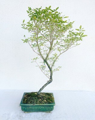 Bonsai di Serissa