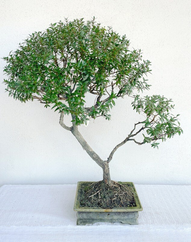 Bonsai di Mirto