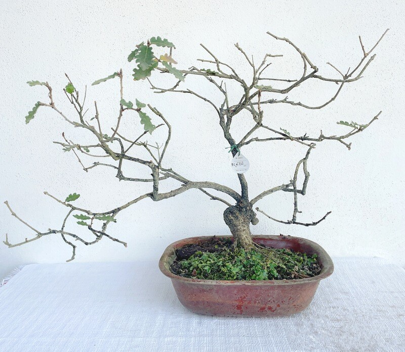Bonsai di Quercia