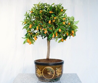 Bonsai da Frutto