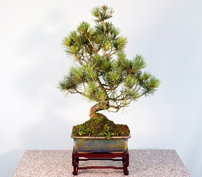 Bonsai Conifere