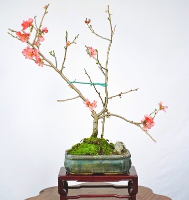 Bonsai da Fiore