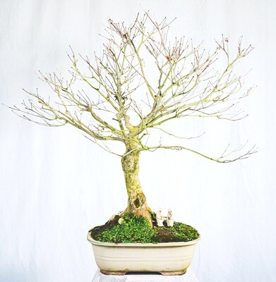 Bonsai Caducifoglie