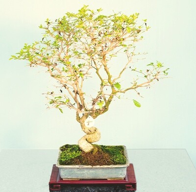 Bonsai da Interno