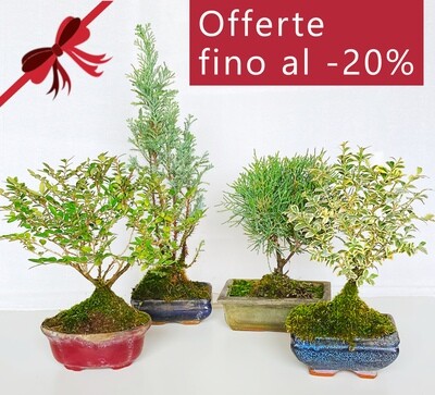 Bonsai Offerte