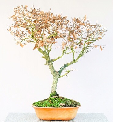 Bonsai da Esterno