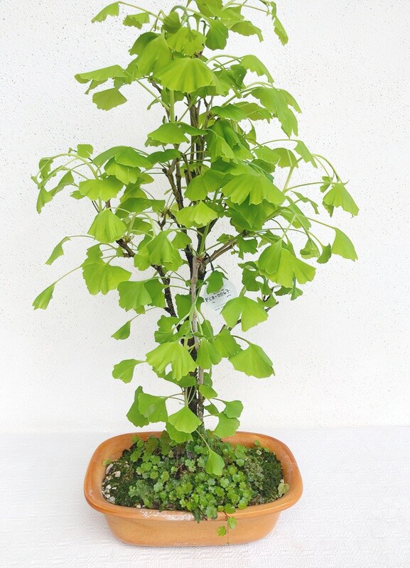 Bonsai di Ginkgo