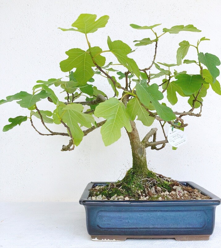 Bonsai di Fico