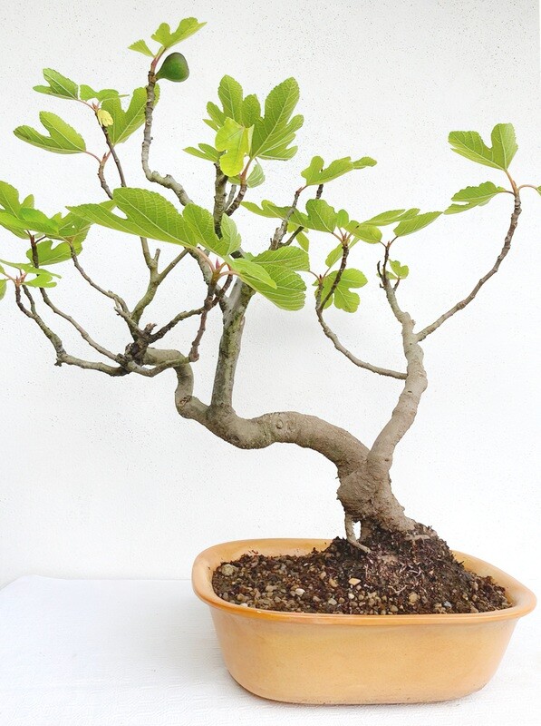 Bonsai di Fico