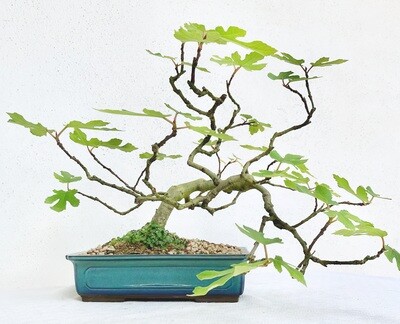 Bonsai di Fico