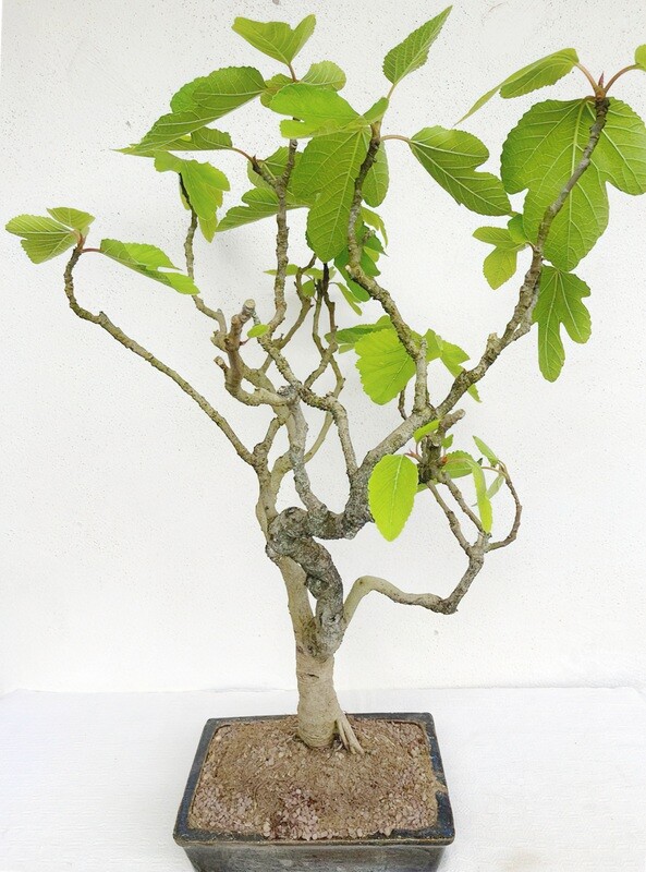 Bonsai di Fico