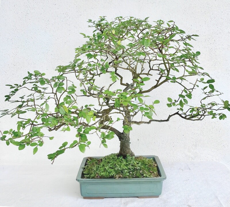 Bonsai di Olmo