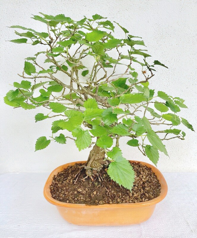 Bonsai di Gelso