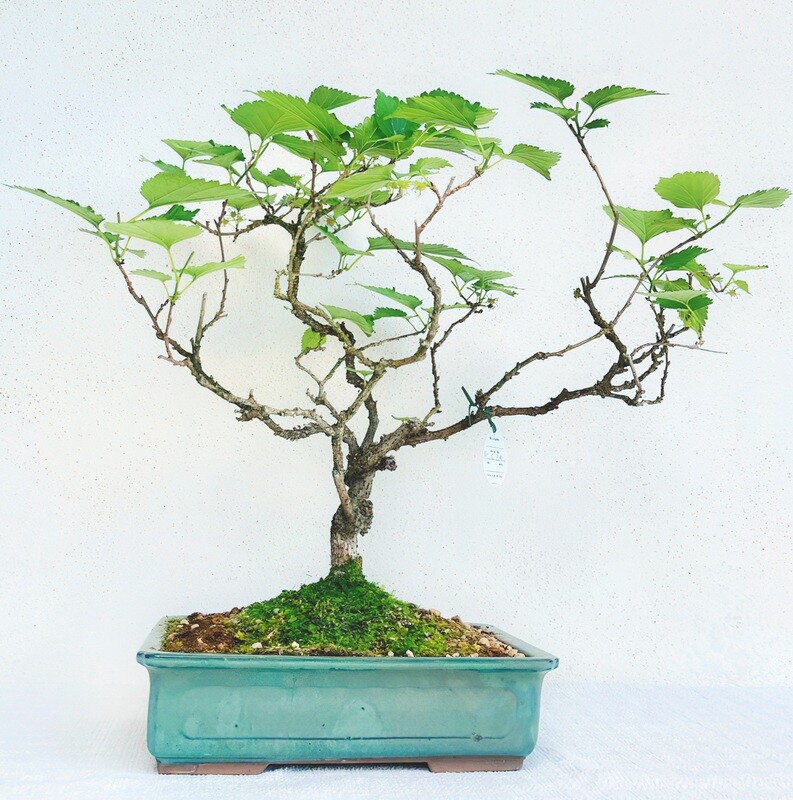 Bonsai di Gelso