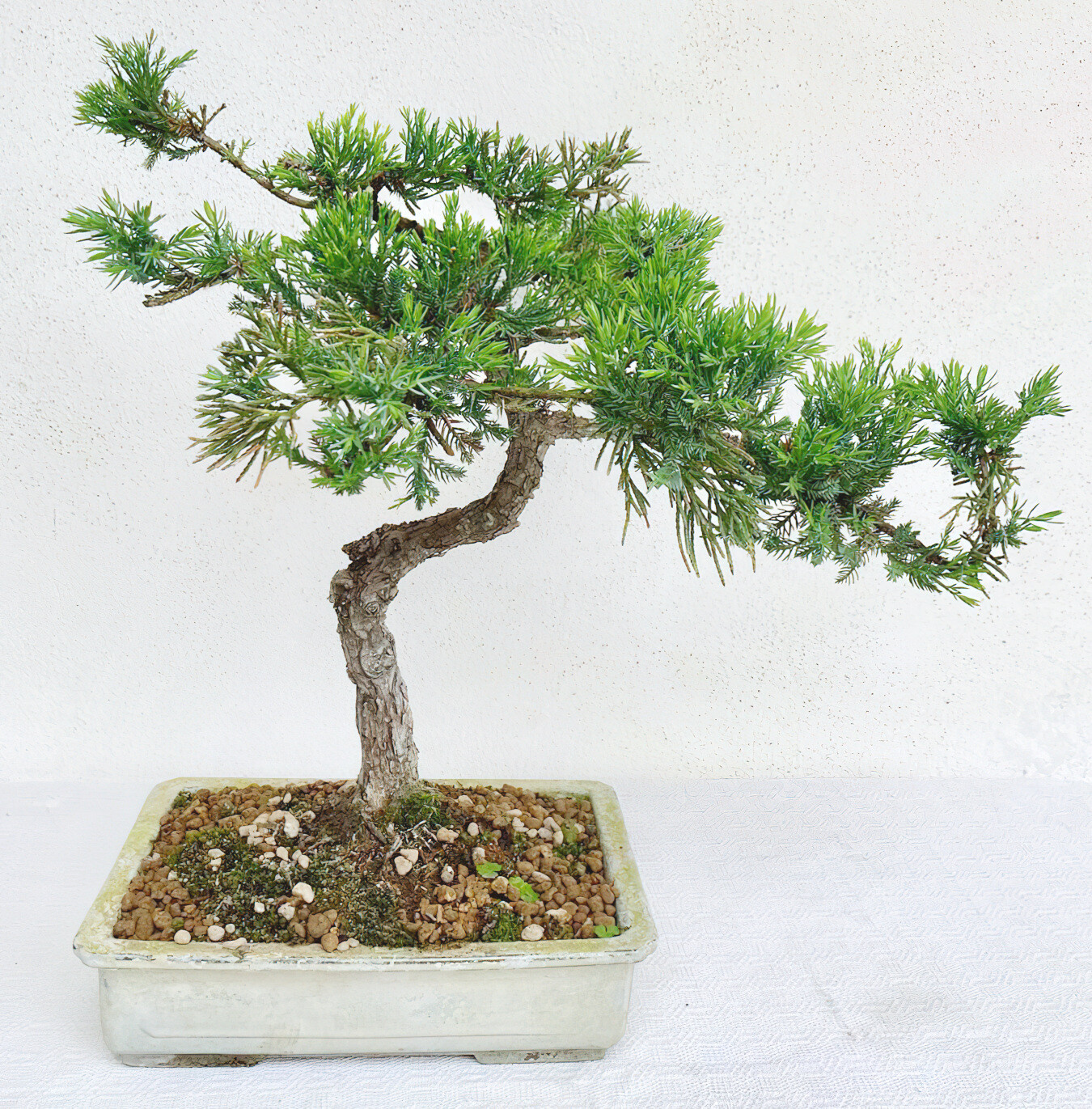 Bonsai di Ginepro