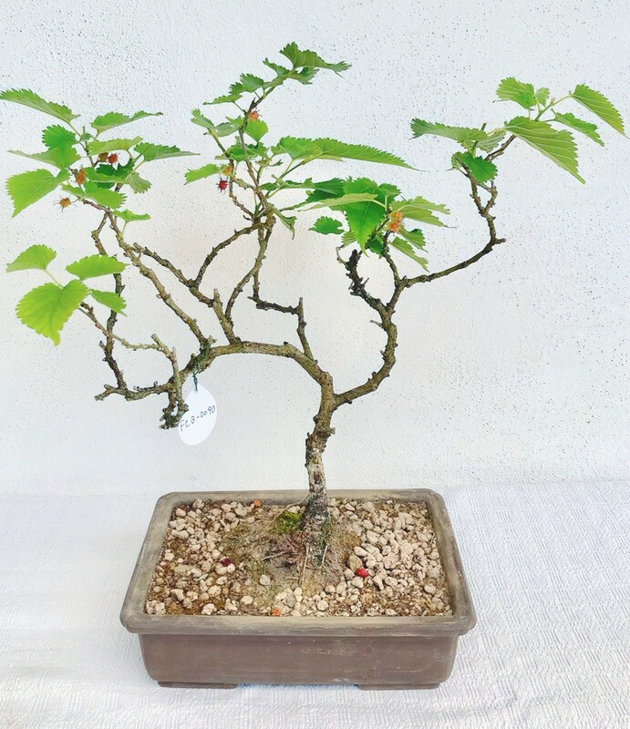 Bonsai di Gelso