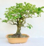 Bonsai di Gelso