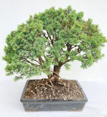 Bonsai di Abete