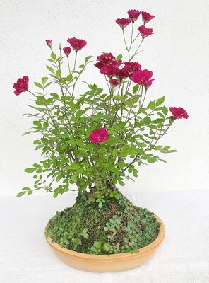 Bonsai di Rosa