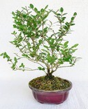 Bonsai di Lonicera