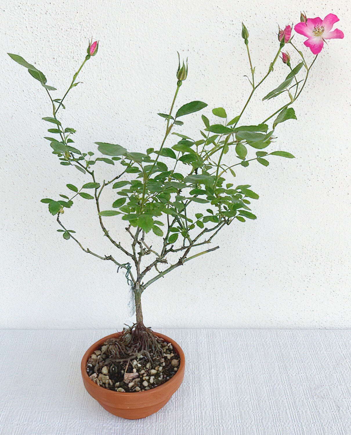 Bonsai di Rosa