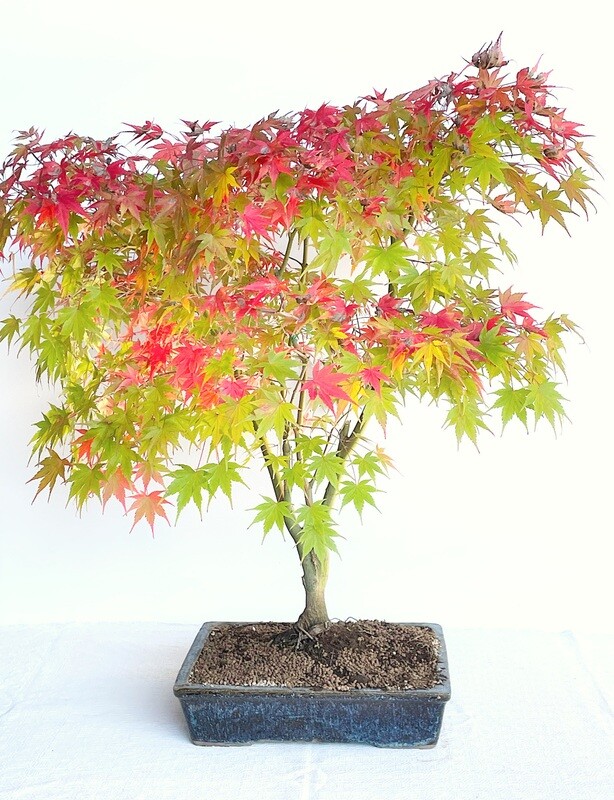 Bonsai di Acero Deshojo