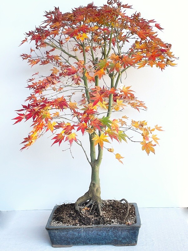 Bonsai di Acero Deshojo