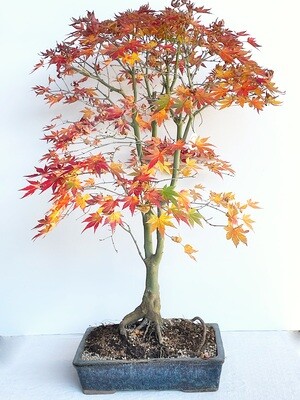 Bonsai di Acero Deshojo