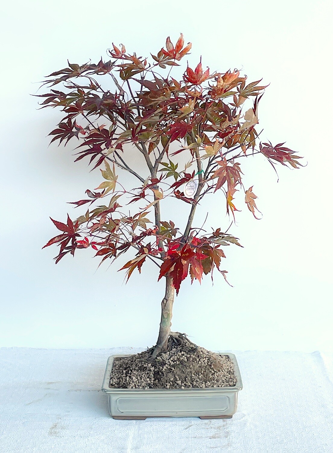 Bonsai di Acero Rosso