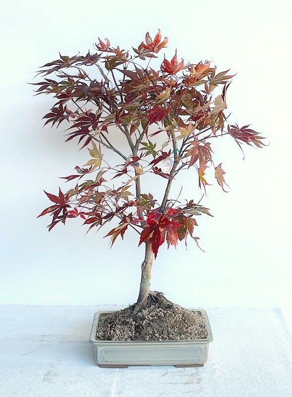Bonsai di Acero Rosso