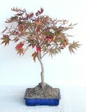 Bonsai di Acero Rosso