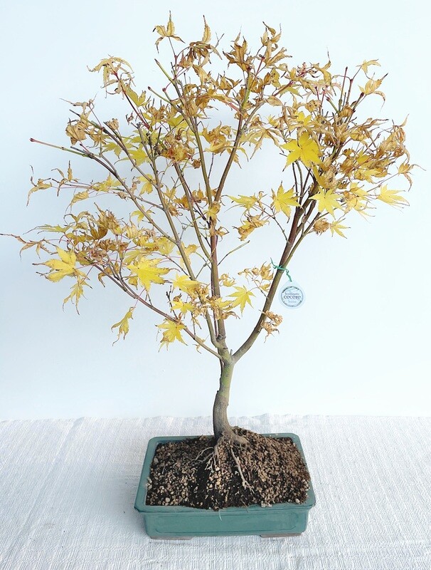 Bonsai di Acero Corallino