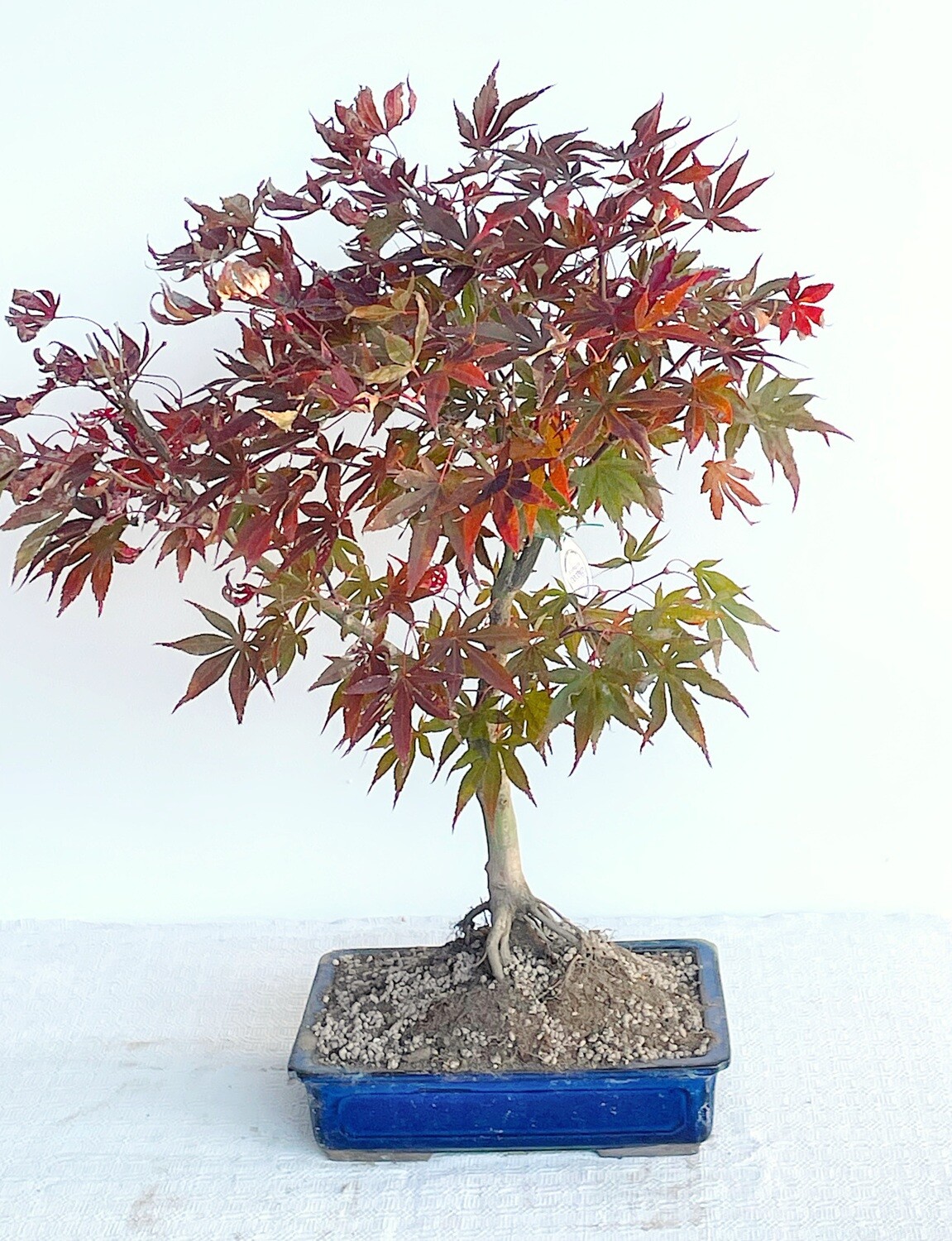Bonsai di Acero Rosso