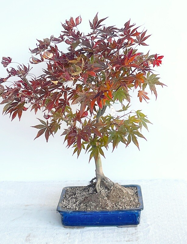Bonsai di Acero Rosso