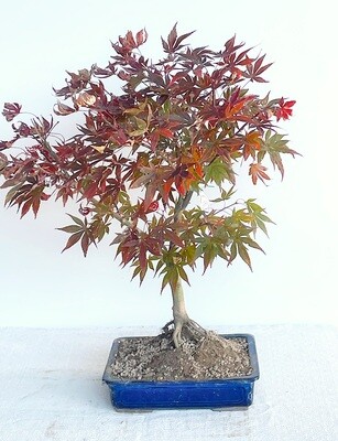 Bonsai di Acero Rosso