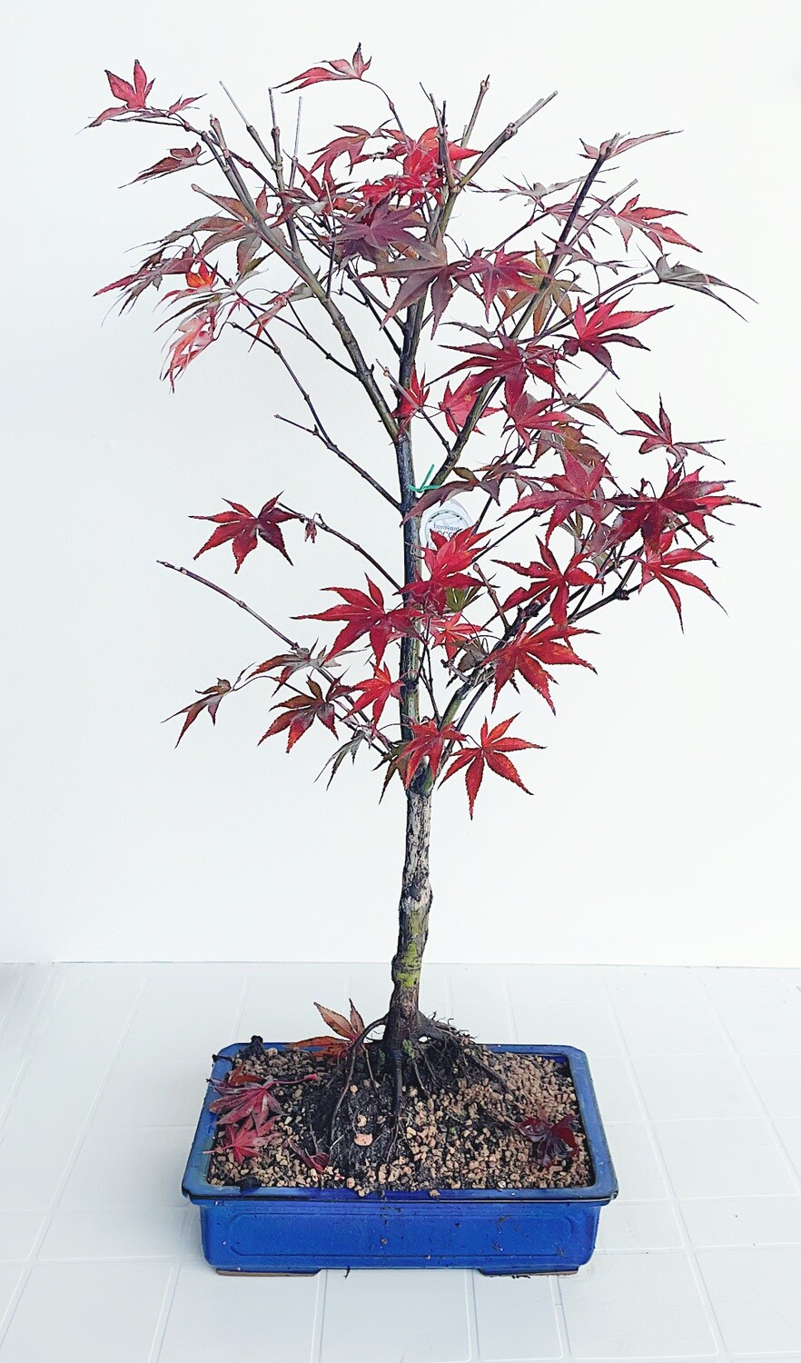 Bonsai di Acero Rosso